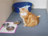 Cattery Image Four